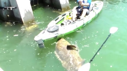 Fisherman caught the fish larger than his kayak