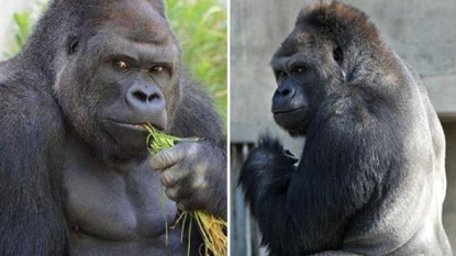 Heartthrob gorilla popular in Japan because of his good looks