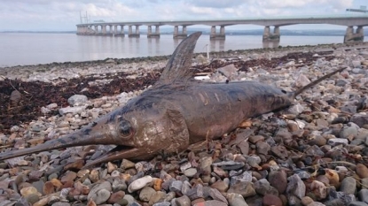 Giant 6ft swordfish found at the Severn Beach