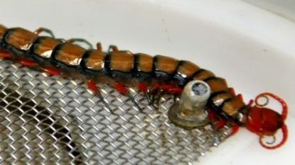 Holidaymaker got shock of life after spotting deadly giant centipede in her dirty laundry