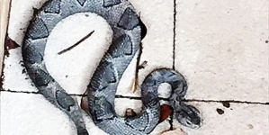 Police spent an hour dealing with a snake, eventually found it’s really a painted ornament