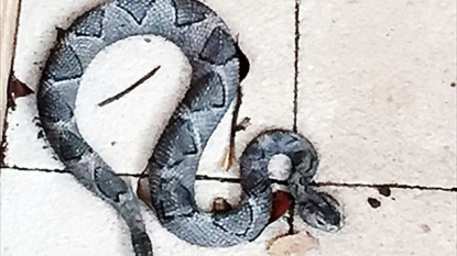 Police spent an hour dealing with a snake, eventually found it’s really a painted ornament