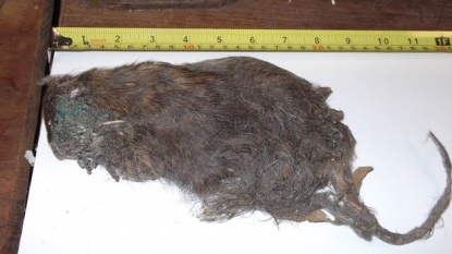 Restaurant loses licence after inspector finds a rotting mouse in kitchen