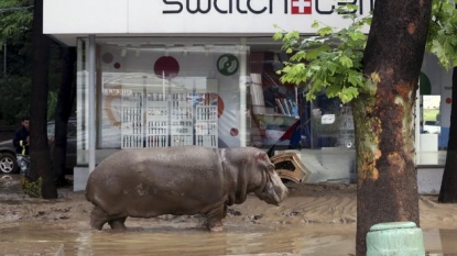 Seven people died and the animals left loose in the city after a storm