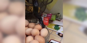 Snake found stealing eggs from the kitchen