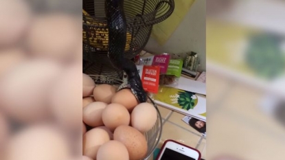 Snake found stealing eggs from the kitchen