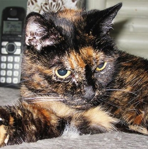 The world’s oldest living cat died while sleeping at the age of 27