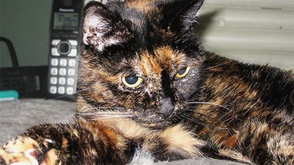 The world’s oldest living cat died while sleeping at the age of 27