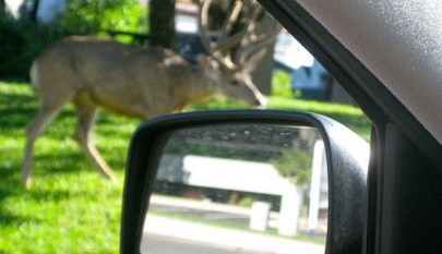 Rare report of deer disease in Texas causes stir