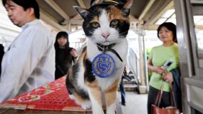 Money-spinning cat now a goddess