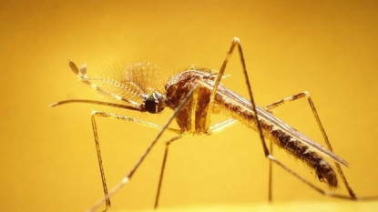 McLean County ninth in state with sign of West Nile Virus