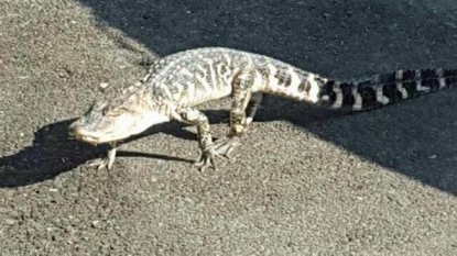 Alligator spotted on NYC stroll