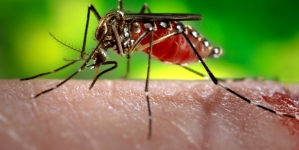 How do mosquitoes find food? First, they smell you, scientists say