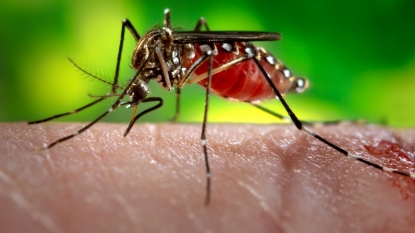 How do mosquitoes find food? First, they smell you, scientists say