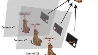 An Organic Computer Using Four Wired-Together Rat Brains