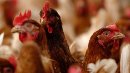 Suspected case of avian influenza found at a Lancashire farm | Infectious