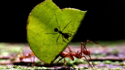 Ants follow any leader to haul heavy loads