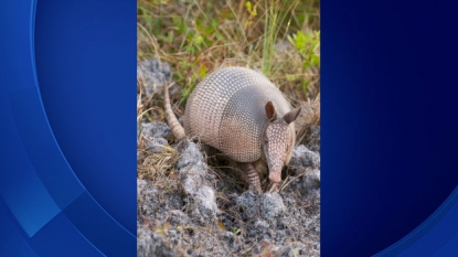 Nine Leprosy Cases Linked To Armadillos In Florida