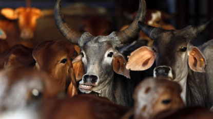 Australia opens door to major live cattle trade with China