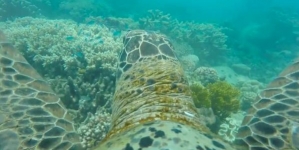 Australia Hails ‘Tremendous’ UN Barrier Reef Decision