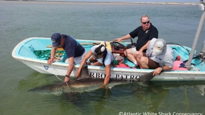 Beachgoers help great white shark stranded on Cape Cod