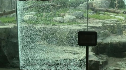 Bear at MN Zoo smashes window, doesn’t escape | NewsCut | Minnesota Public