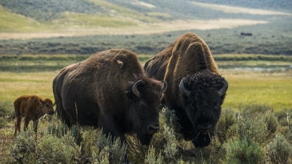 Bison injures woman posing for selfie at Yellowstone