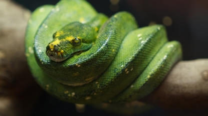 Boa Constrictors Don’t Suffocate Prey, They Use Better Method