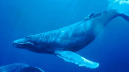 Boating warning issued as dozens of whales cavort off coast – News10