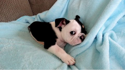 Bulldog born with half a spine will melt your whole heart