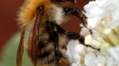 Bumblebees’ range falling, study reports | Science-tech