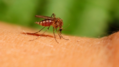 Amid rainy summer, Ohio urges precautions against mosquitoes