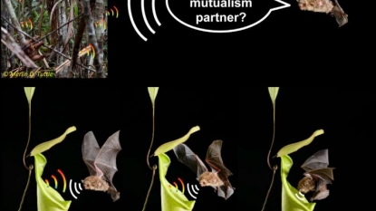 Carnivorous Pitcher Plants Lure Bats to Poo in Them with Sonar-Reflecting