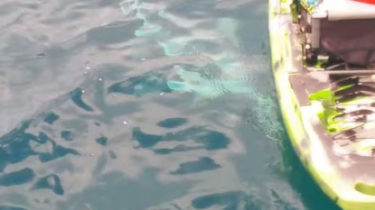 Terrifying moment Florida fisherman swims for his life after shark