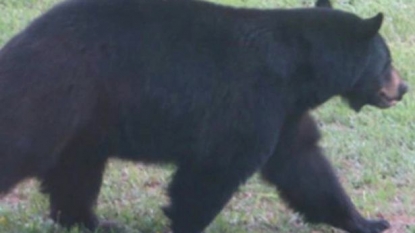 Bear breaks into Colorado bakery and ate all the pies