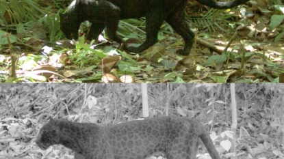 Camera trick helps researchers tell Malaysias black leopards apart