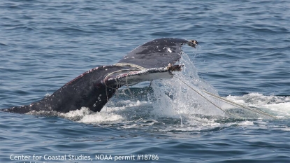 Crew Rescues Humpback Whale from Entanglement and Great White Shark