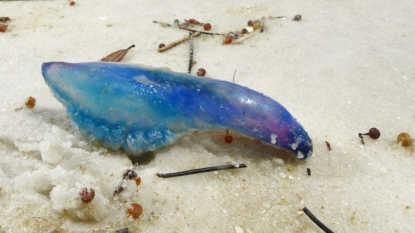 Portuguese Man-of-War Sightings Reported on Jersey Shore — NBC New York