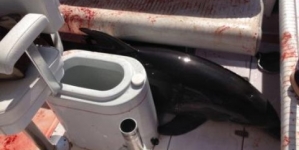 Dolphin leaps onto boat, injuring California woman