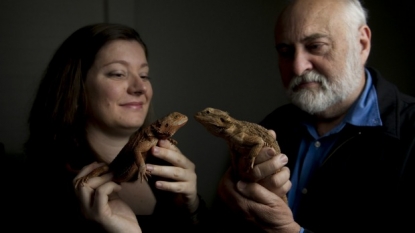 Bearded dragon lizards capable of gender change