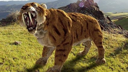 Echo Examiner: How Strong was the Sabre-tooth Tiger’s Bite?