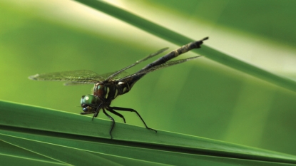 Endangered dragonflies, raised in lab, being released in Illinois