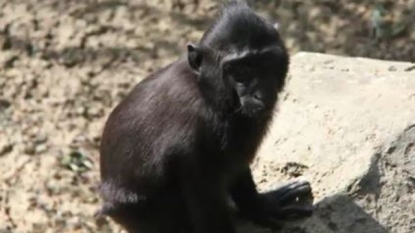 Every which way but loose: Zimm the monkey captured at Memphis Zoo