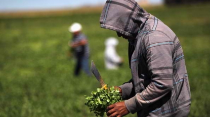 FDA bans some Mexican cilantro after feces found in fields