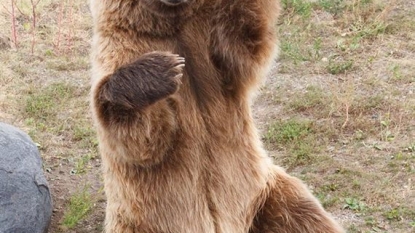 Bear throws rock, shatters glass barrier at zoo in Minnesota | FOX6Now.com