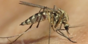 State sees year’s 1st human case of West Nile in Mesa County