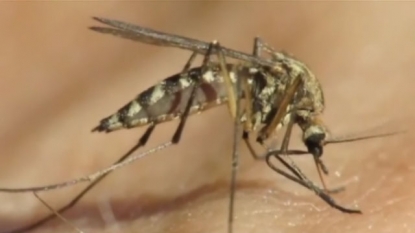 State sees year’s 1st human case of West Nile in Mesa County