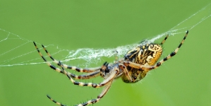 Flying spiders able sailors