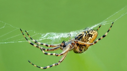 Flying spiders able sailors