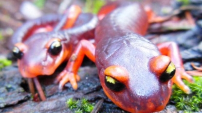 Foreign Fungus Threatens US Salamanders